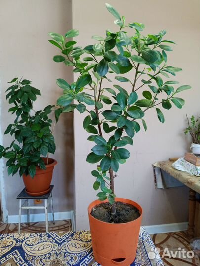 Фикус мокламе
