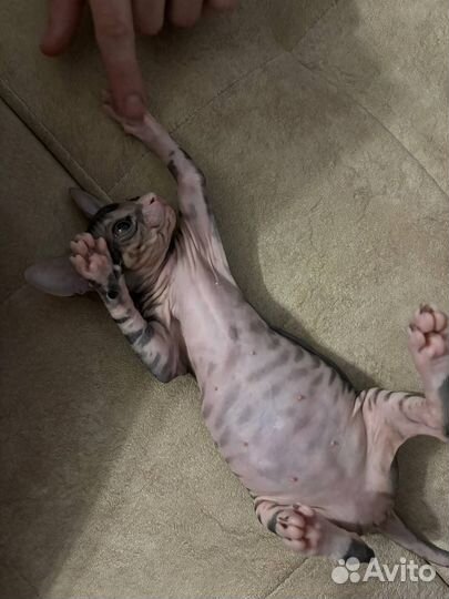 Котята Донского сфинкса