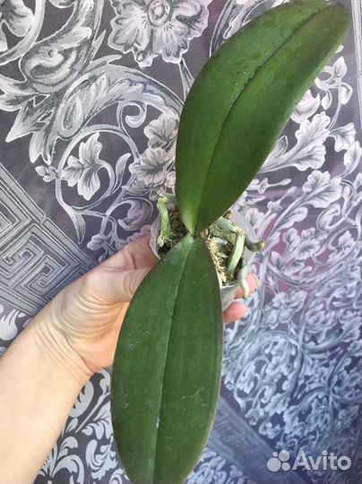 Орхидея P. Popcorn