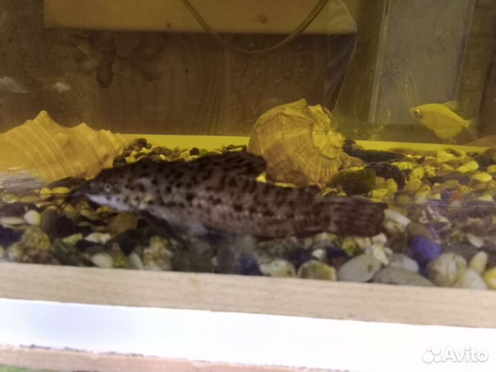 Аквариум с рыбками