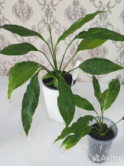 Спатифиллумы сортовые