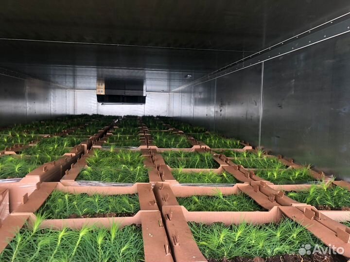 Сеянцы ели зкс от производителя