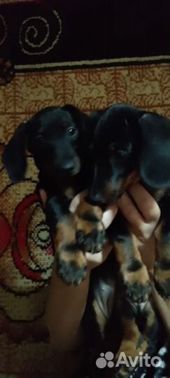 Щенки таксы