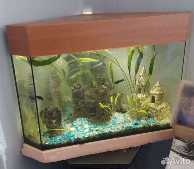 Аквариум с рыбками