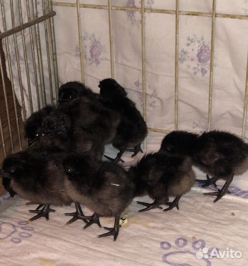 Цыплята Ухей Илюй