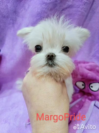 Кукольная Микро девочка.Мальтезе Корея