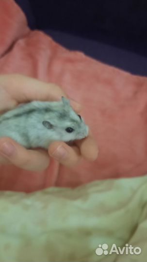 Джунгарский хомяк