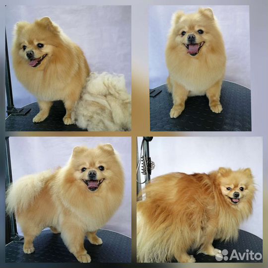 Стрижка собак и кошек