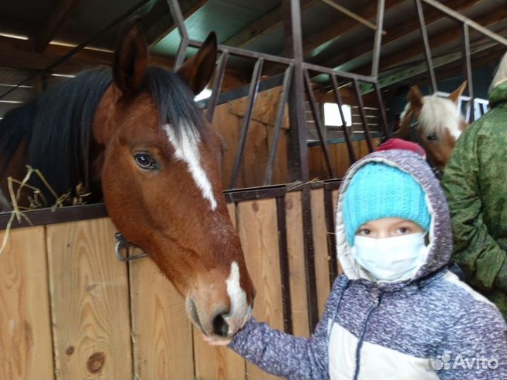 Пропали лошади