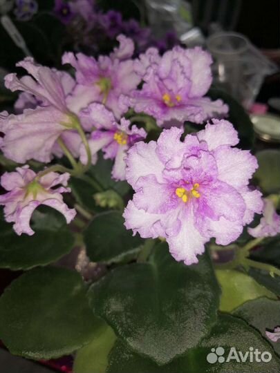 Сортовые фиалки