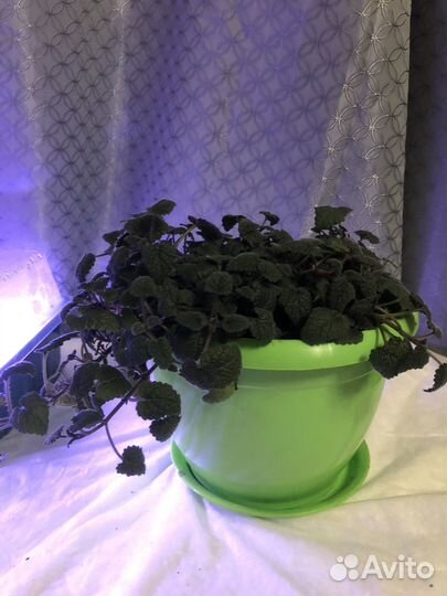 Мята мандариновая