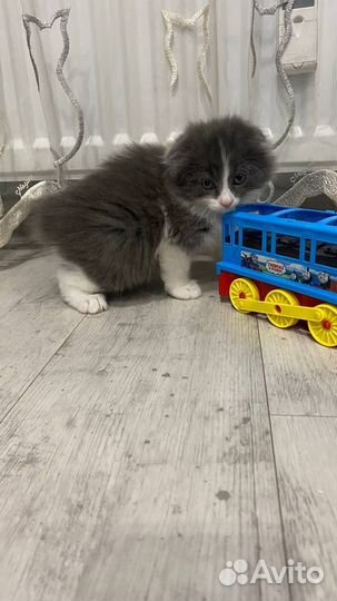 Шотландские котята