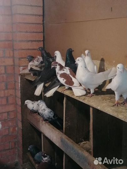 Продажа николаевских голубей