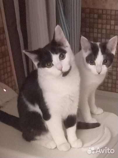 Котята ищут дом