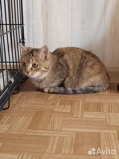 Котенок в добрые руки