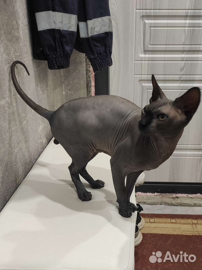 Канадский сфинкс вязка