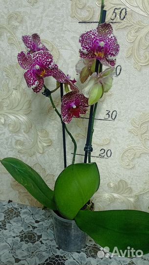Орхидея фаленопсис Sesam