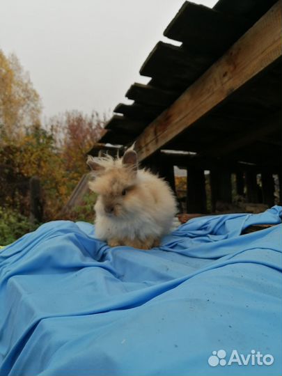 Пуховый кролик