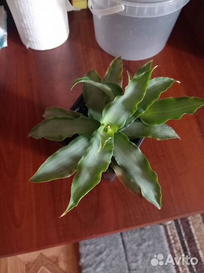 Фуксия. Аглаонемы. Эсхинантус. Мурдания