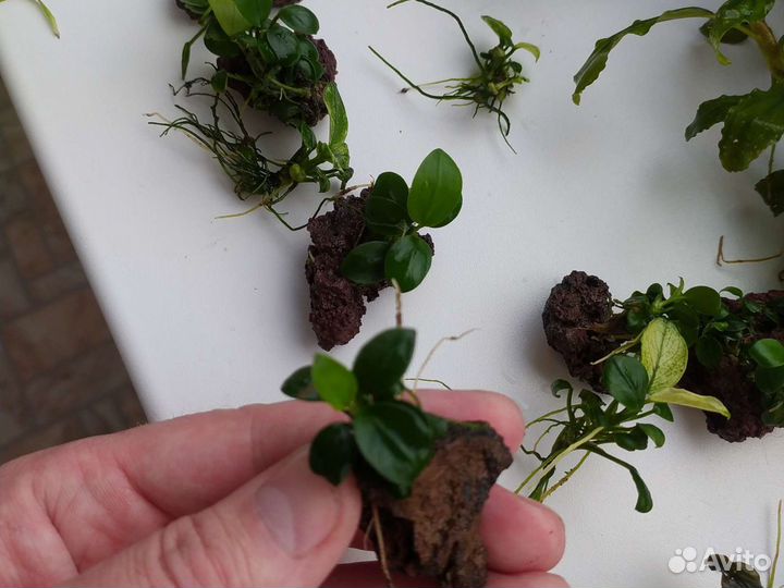 Анубиасы разных видов