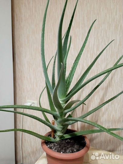 Алоэ вера растение