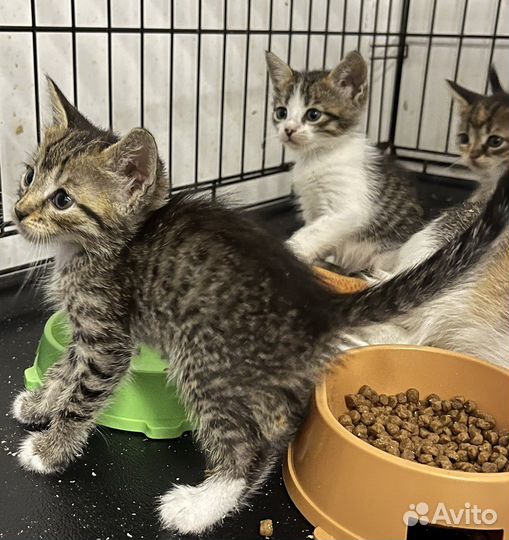 Котята- фазанята в добрые руки дар бесплатно