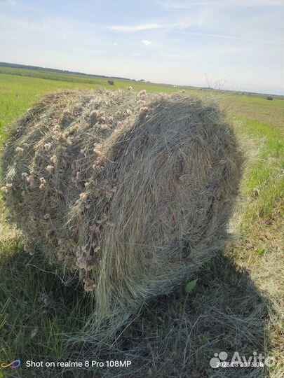 Продам сено В рулонах