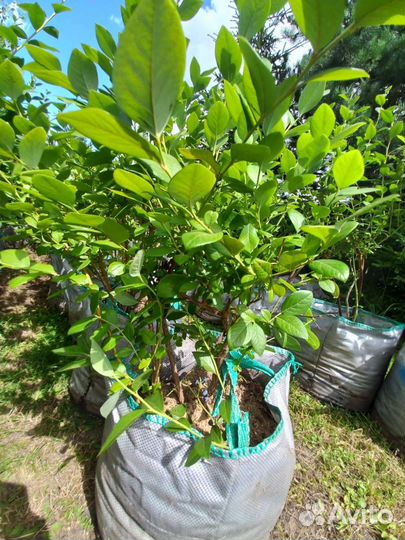 6 ти летние саженцы голубики