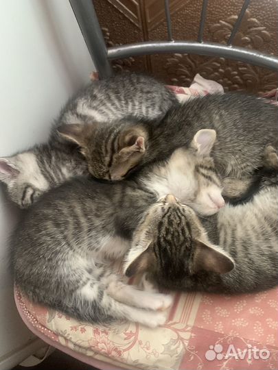 Кошки в добрые руки