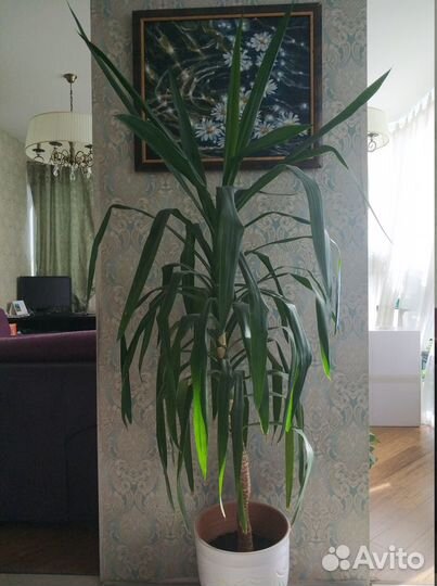 Юкка около 11 лет в керамическом горшке 180 см