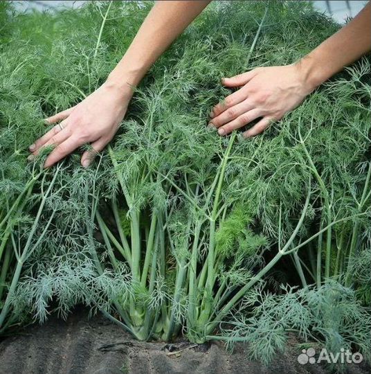 Огородные семена, большой выбор