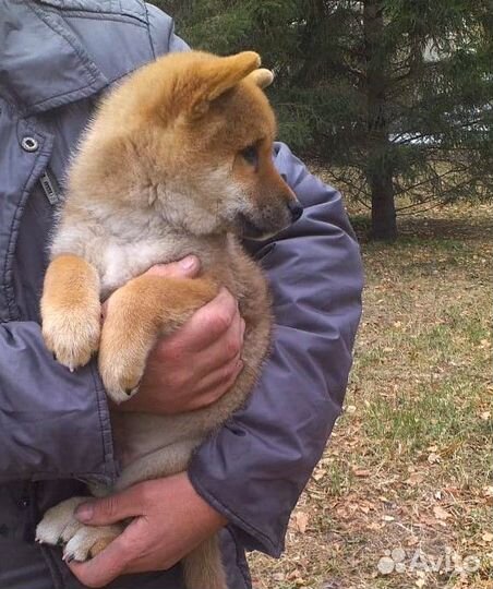 Щенок-мальчик сиба 3 мес. чистопородный