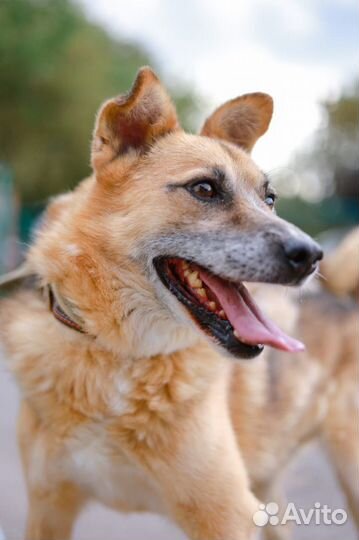 Собака Умка из приюта хочет найти семью