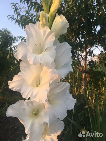 Гладиолусы луковицы