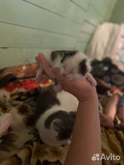 Котенок ищет семью, дом,друга черно-белый пушистик