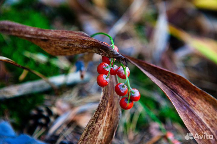Новый портретный объектив СССР 50мм