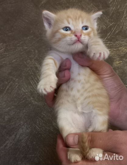 Отдам Сибирских котят