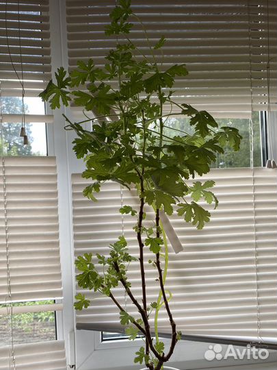 Герань лимонная