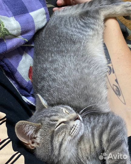 Котик Марсель в дар