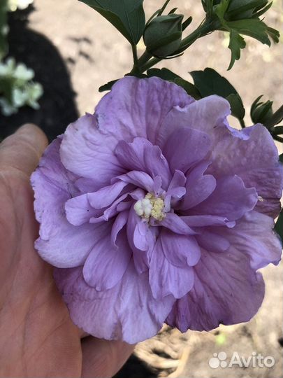 Гибискусы Сирийские, Дейция разная