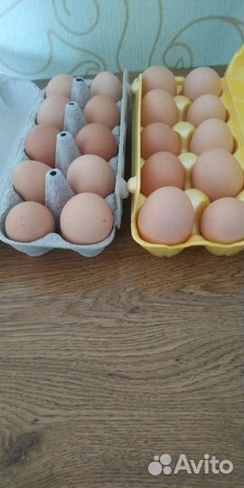 Яйца домашние