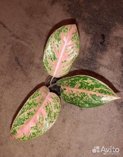 Сортовые аглаонемы