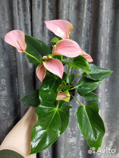 Антуриум Джоли пинк