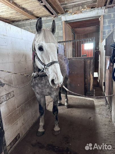 Жеребец орловский рысак на случку