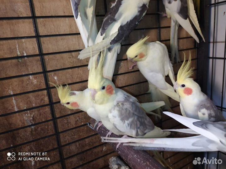 Попугай Корелла.Ц.Рынок