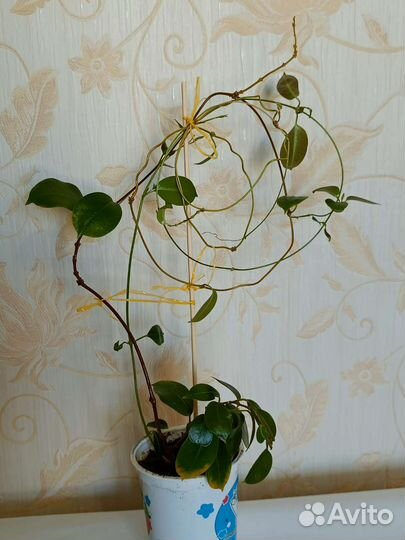 Дипладения