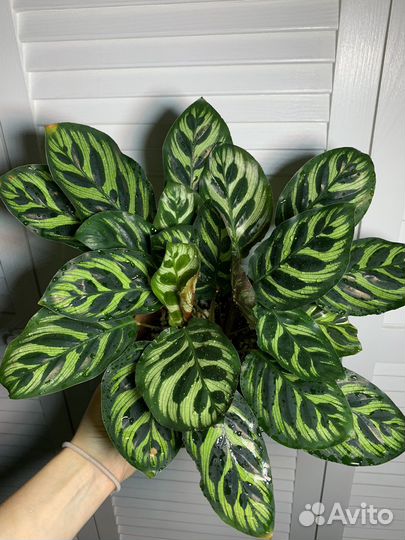 Калатея Макоя