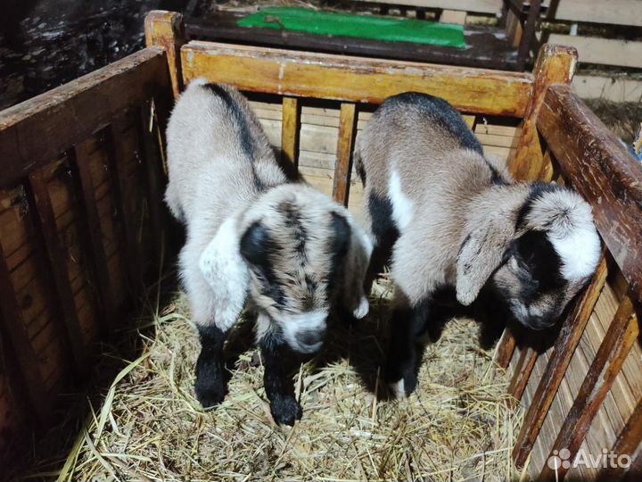 Козлята альпо-нубийские