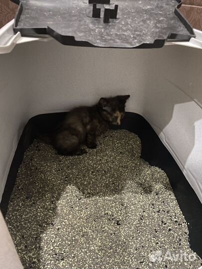 Отдам в добрые руки