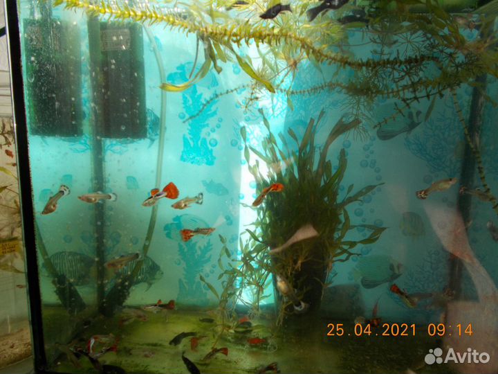Аквариумные рыбки